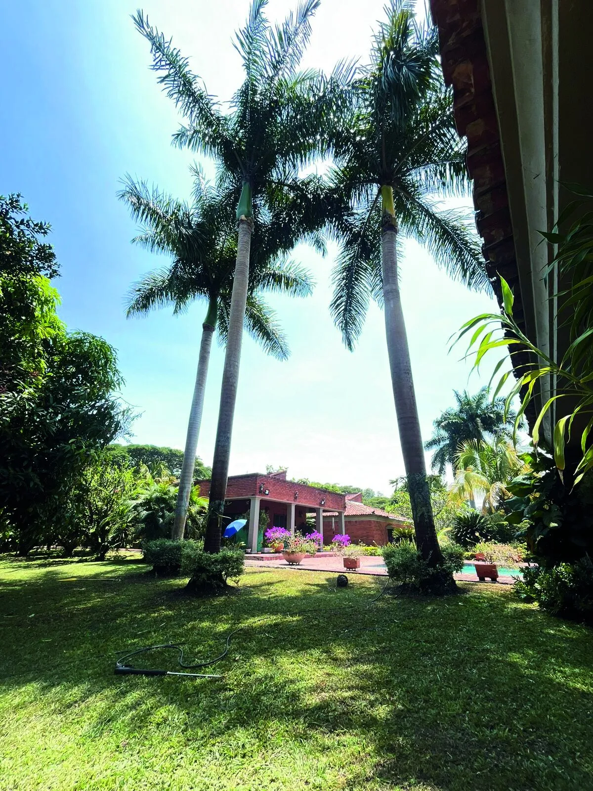 Palmas altas en el jardín de una casa campestre