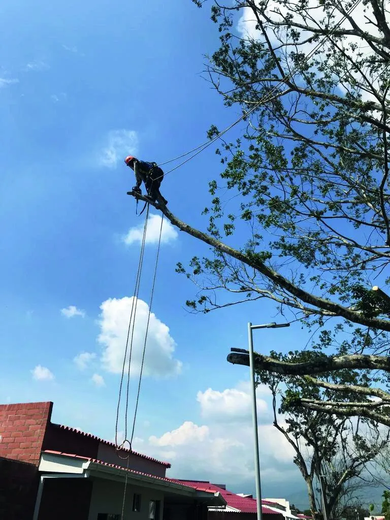 Operario certificado en alturas podando una rama con arnés y líneas de vida