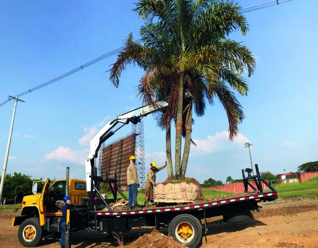 Grúa cargando una palma para trasplante
