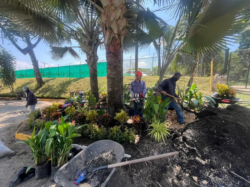 Cuadrilla sembrando plantas ornamentales bajo un grupo de palmas, con tierra apilada