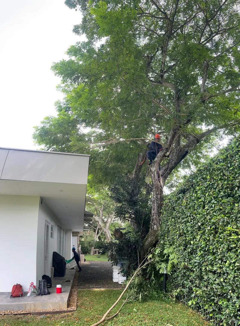 Operario trepado en un árbol grande junto a la cubierta de una casa moderna