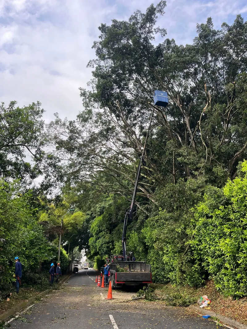 Canasta de grúa elevada sobre un árbol de gran porte, en una vía cerrada con conos