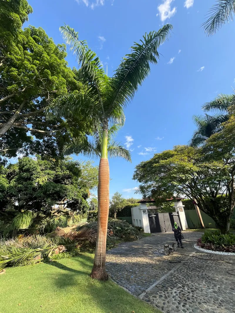 Palma real limpia sobre el jardín y la entrada empedrada de una casa campestre