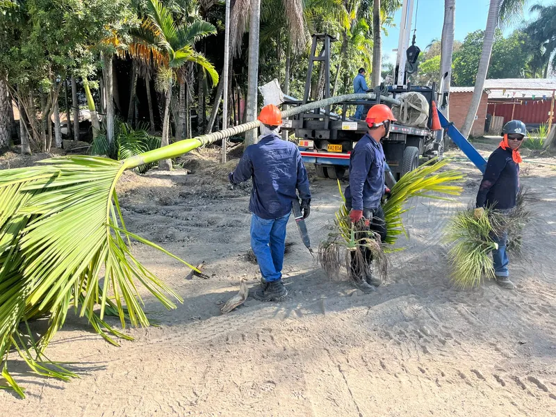 Cuadrilla con cascos cargando palmas jóvenes junto a un camión grúa