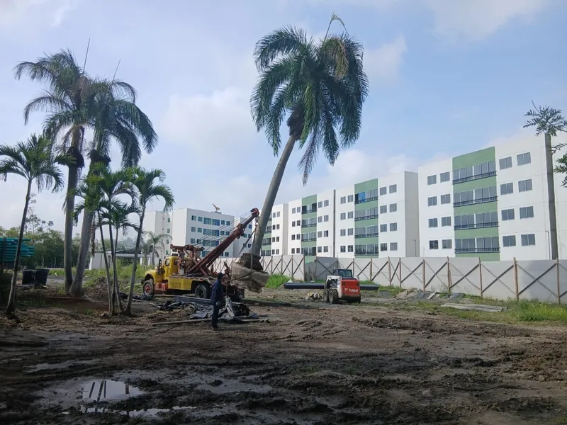 Camión grúa plantando una palma real con pan de tierra frente a un conjunto en construcción